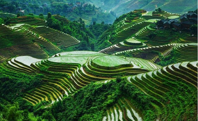 巴 拿 威 梯田​